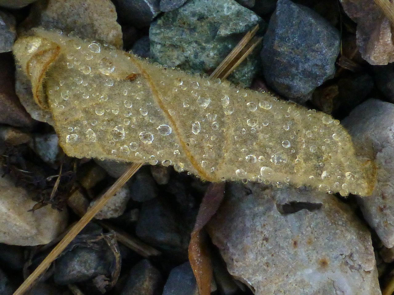 Nature's art